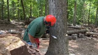 Maasdam rope puller cutting a leaning tree - #22 #maasdam#firewood