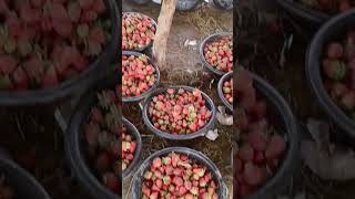 سٹرابیری 🍓 🍓 کے کھیت میں