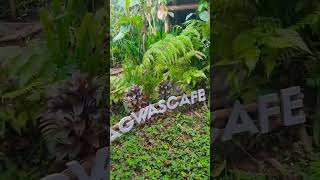 Agwas Cafe - Alhibe Farm Carmen, Cebu #shortsvideo #cebu #philippines #trending #lostinspace