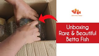 Unboxing Rare & Beautiful WildBetta From Indonesia | Jey's Fish Tanks