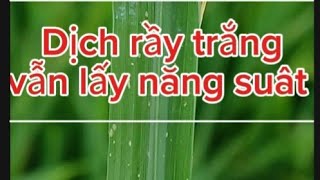 bảo vệ lúa, khi dịch rầy trắng.#nguyễnngào