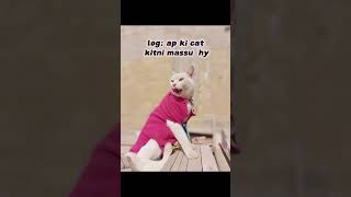 new funny meme  #cat #cutememes #catlover #turkishangora #funny #summerofshorts #petrabbit #cute