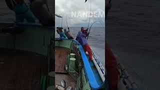 🔥🇯🇵Semangat sekali para pemancing ikan cakanag #ship #japanesefish #tuna #fishing