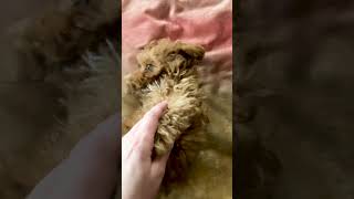 Лохматое чудо! Малыш - Симба. Мальтипу 🥰❤️ Забавные животные.  Maltipoo 🥰❤️ Funny animals.