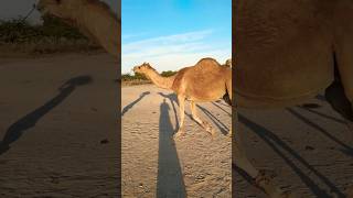 Female camel in desert 🏜️.