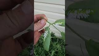 Tomatoes Enemy #gardening #farming #ytshorts