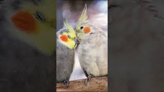 Birds lover Cocktail parrot #status short # viral