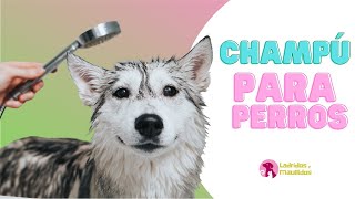 SHAMPOO para PERROS 🐶 🚿 Cuál usar para BAÑAR a mi perro?