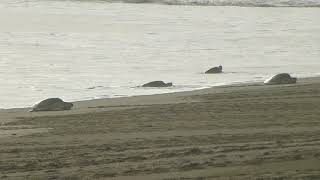 Zeeschildpadden (sea turtles) in Costa Rica