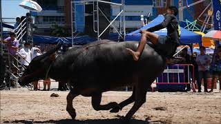 Buffalo (Carabao) Racing Festival