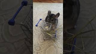 Chinchilla says: Shopping IS fun