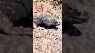 Chuckwalla's Epic Push-Up Challenge!