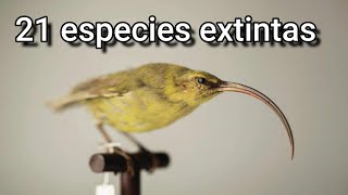 EE.UU declara Extintas a 21 Especies Animales (incluido el Kauai O'o)