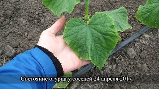 Состояние огурца у соседей, 24 апреля 2017 года