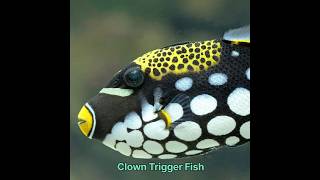 Clown Trigger Fish #fishing #hunting #animals #cringe