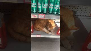 😻happy cat in Antalya shop #antalya #cat #homelesscats