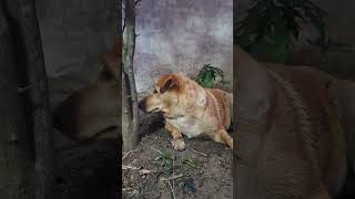 หมาหลุบ หมูหลุบ #youtubeshorts #animals #dog #pets #หมา #viral #shorts