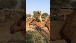 Camels market short❤❤ #animals #youtubeshorts #youtubevideos #ytshorts #shorts