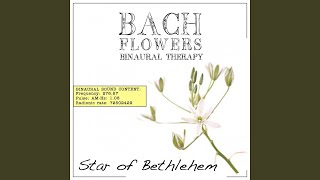 Star of Bethlehem EFT Dose Therapy (Binaural Real Frequency from Bach Flowers)