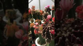 Grafted Gymnocalycium Overload #gymno #graftedcactus #cactusgarden #gymnocalycium #shorts #intristv