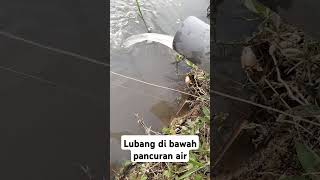 Mancing belut sawah #mancing #ngurekbelut #ngurekbelutbabon #ngurekbelutdisawah