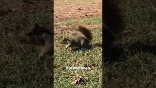 CHUNGUS The Unit Bean #squirrel #cute #animals #shorts