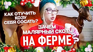 КАК ОТУЧИТЬ КОЗУ СЕБЯ СОСАТЬ? ЗАЧЕМ МАЛЯРНЫЙ СКОТЧ НА ФЕРМЕ?