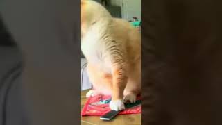 Funny cat going crazy🤣🤣🤣 #cat #pets #comedy #shorts