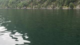 Harbour porpoise in Geirangerfjord