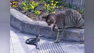 Cat Catches Snake Like a Pro. Cat vs Snake #CatSnake