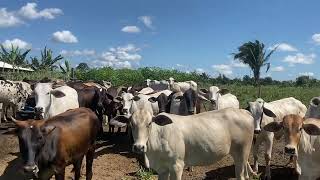 Colocando o último proteína do pras novilhas