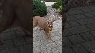 This Pet Caracal Is Feisty #shorts