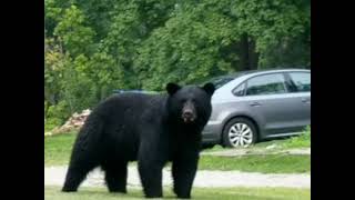 Black Bear in Port Murray New Jersey - July 20th 2021 - Video shot by Ken Beam