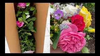 Unboxing Rosen Tantau, Ozeana and creating a center rose bed