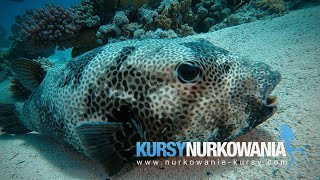 Marsa Alam - Poland Red Sea 2019  [www.Nurkowanie-Kursy.com]