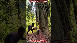 redwood cutting tree, chainsaw machine, best tree cutting, firewood cutting #shorts #best #how #risk