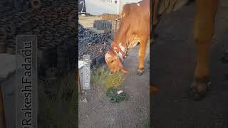 Dil Hai Chhota Sa Chhoti Si Aasha Masti Bhare Man Ki #subscribe #latest #cowcalf #cow #shortsfeed