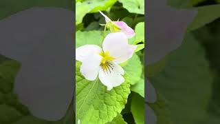 Amazing Iowa Neighborhood Walk (Early May): Saturday after a severe thunderstorm