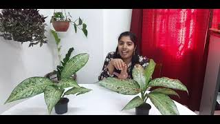 Diffenbachia plant care (English)