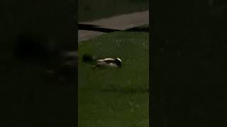 Skunk kills Rabbit *Viewer discretion is advised*  #wildlife #bizzare