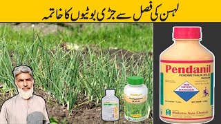 Lehsan Ki Fasal Se Jari Butiyon Ka Khatma | Spray For Garlic | Lehsan Ki Kasht In Pakistan