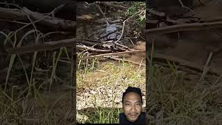 Berburu ikan gabus pakai tombak #fishing #fish #mancing #fishingtips #catfish #viralvideo