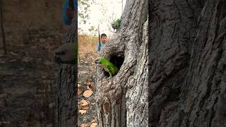 #parrots home in a tree hole