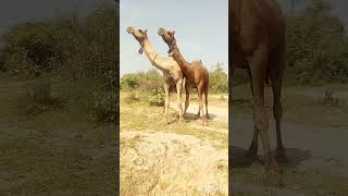 Beautiful moment Male camels#تاريخ_الجمال #viralvideo #viralshorts