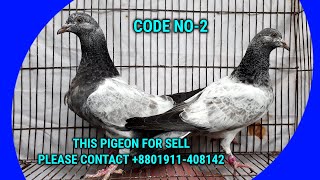 PIGEON FOR SELL | এই কবুতর জোড়াটি বিক্রয় করা হবে | CONTACT +8801911-408142 | CODE NO-2 FOR SELL