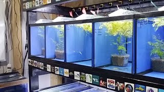 (Live) Hanging Out In The Fish Room