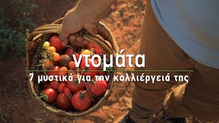 🍅 Ντομάτα: 7 μυστικά για την καλλιέργειά της - Τα Μυστικά του Κήπου