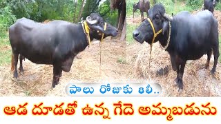 murrah buffalo for sale 8121930667 |పచ్చి గేదె అమ్మబడును| dairy farming