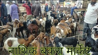 नाशिक बकरा मार्केट। काफी कम कीमत में आप को यह बकरे मिलजाएंगे। nashik market