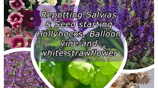 REPOTTING SALVIAS & SEED STARTING HOLLYHOCKS, BALLOON VINE & STRAWFLOWER | Greenhouse Growing| Zone8